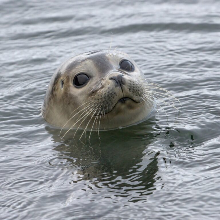 Harbor seal taken at the Atlantic Sea Park in Alesund, Norway.