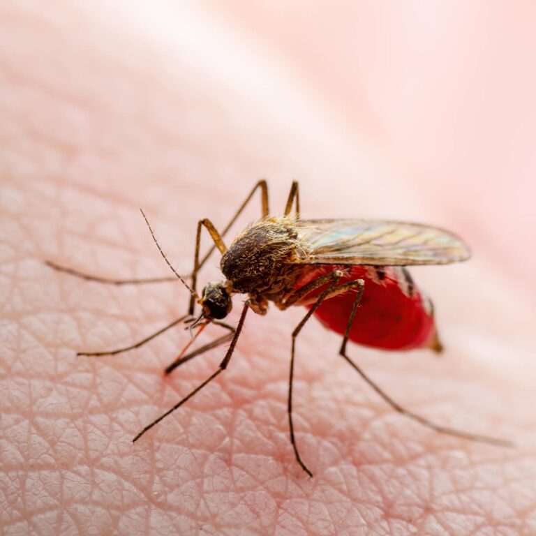 Dangerous Zika Infected Mosquito Skin Bite. Leishmaniasis, Encephalitis, Yellow Fever, Dengue, Malaria Disease, Mayaro or Zika Virus Infectious Culex Mosquito Parasite Insect Macro.