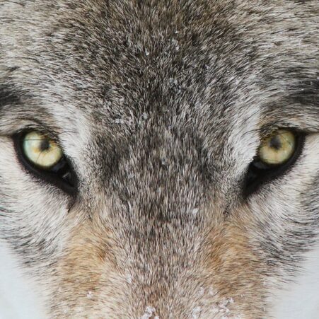 Alpha male timber wolf in winter